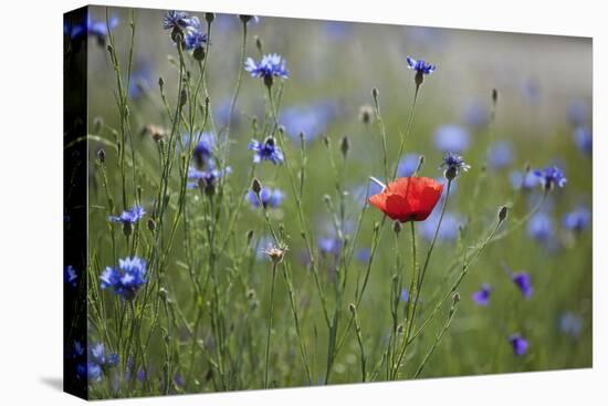 Red Poppy (Papaver Rhoeas) Brown Knapweed (Centaurea Jacea) and Forking Larkspur, Slovakia-Wothe-Stretched Canvas