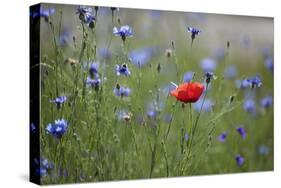 Red Poppy (Papaver Rhoeas) Brown Knapweed (Centaurea Jacea) and Forking Larkspur, Slovakia-Wothe-Stretched Canvas