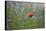 Red Poppy (Papaver Rhoeas) Brown Knapweed (Centaurea Jacea) and Forking Larkspur, Slovakia-Wothe-Stretched Canvas