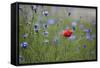 Red Poppy (Papaver Rhoeas) Brown Knapweed (Centaurea Jacea) and Forking Larkspur, Slovakia-Wothe-Framed Stretched Canvas