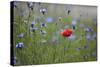 Red Poppy (Papaver Rhoeas) Brown Knapweed (Centaurea Jacea) and Forking Larkspur, Slovakia-Wothe-Stretched Canvas