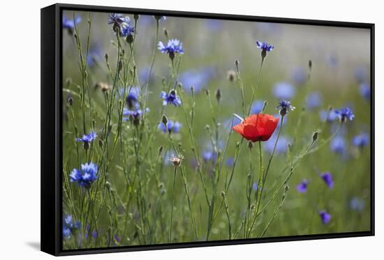 Red Poppy (Papaver Rhoeas) Brown Knapweed (Centaurea Jacea) and Forking Larkspur, Slovakia-Wothe-Framed Stretched Canvas