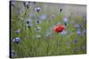 Red Poppy (Papaver Rhoeas) Brown Knapweed (Centaurea Jacea) and Forking Larkspur, Slovakia-Wothe-Stretched Canvas