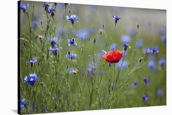 Red Poppy (Papaver Rhoeas) Brown Knapweed (Centaurea Jacea) and Forking Larkspur, Slovakia-Wothe-Stretched Canvas