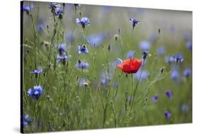 Red Poppy (Papaver Rhoeas) Brown Knapweed (Centaurea Jacea) and Forking Larkspur, Slovakia-Wothe-Stretched Canvas