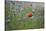 Red Poppy (Papaver Rhoeas) Brown Knapweed (Centaurea Jacea) and Forking Larkspur, Slovakia-Wothe-Stretched Canvas