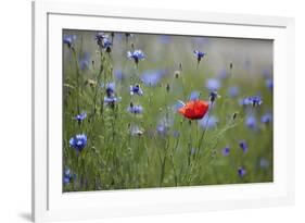 Red Poppy (Papaver Rhoeas) Brown Knapweed (Centaurea Jacea) and Forking Larkspur, Slovakia-Wothe-Framed Photographic Print