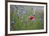 Red Poppy (Papaver Rhoeas) Brown Knapweed (Centaurea Jacea) and Forking Larkspur, Slovakia-Wothe-Framed Photographic Print