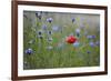 Red Poppy (Papaver Rhoeas) Brown Knapweed (Centaurea Jacea) and Forking Larkspur, Slovakia-Wothe-Framed Photographic Print