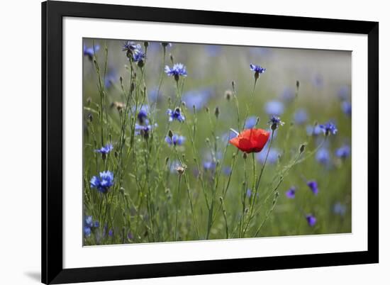 Red Poppy (Papaver Rhoeas) Brown Knapweed (Centaurea Jacea) and Forking Larkspur, Slovakia-Wothe-Framed Photographic Print