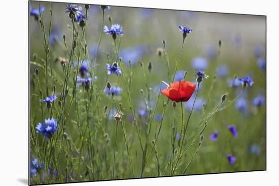 Red Poppy (Papaver Rhoeas) Brown Knapweed (Centaurea Jacea) and Forking Larkspur, Slovakia-Wothe-Mounted Photographic Print