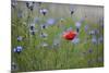 Red Poppy (Papaver Rhoeas) Brown Knapweed (Centaurea Jacea) and Forking Larkspur, Slovakia-Wothe-Mounted Photographic Print