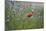 Red Poppy (Papaver Rhoeas) Brown Knapweed (Centaurea Jacea) and Forking Larkspur, Slovakia-Wothe-Mounted Photographic Print