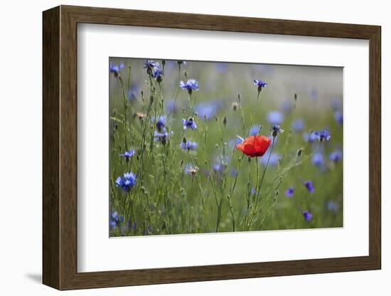 Red Poppy (Papaver Rhoeas) Brown Knapweed (Centaurea Jacea) and Forking Larkspur, Slovakia-Wothe-Framed Photographic Print