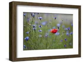 Red Poppy (Papaver Rhoeas) Brown Knapweed (Centaurea Jacea) and Forking Larkspur, Slovakia-Wothe-Framed Photographic Print