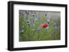 Red Poppy (Papaver Rhoeas) Brown Knapweed (Centaurea Jacea) and Forking Larkspur, Slovakia-Wothe-Framed Photographic Print