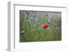 Red Poppy (Papaver Rhoeas) Brown Knapweed (Centaurea Jacea) and Forking Larkspur, Slovakia-Wothe-Framed Photographic Print