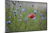 Red Poppy (Papaver Rhoeas) Brown Knapweed (Centaurea Jacea) and Forking Larkspur, Slovakia-Wothe-Mounted Photographic Print