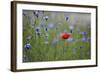 Red Poppy (Papaver Rhoeas) Brown Knapweed (Centaurea Jacea) and Forking Larkspur, Slovakia-Wothe-Framed Photographic Print