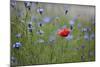 Red Poppy (Papaver Rhoeas) Brown Knapweed (Centaurea Jacea) and Forking Larkspur, Slovakia-Wothe-Mounted Photographic Print