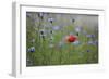 Red Poppy (Papaver Rhoeas) Brown Knapweed (Centaurea Jacea) and Forking Larkspur, Slovakia-Wothe-Framed Photographic Print