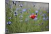 Red Poppy (Papaver Rhoeas) Brown Knapweed (Centaurea Jacea) and Forking Larkspur, Slovakia-Wothe-Mounted Photographic Print