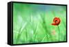 Red Poppy (Papaver Rhoeas) with out of Focus  Field in Spring Time-laurentiu iordache-Framed Stretched Canvas