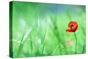 Red Poppy (Papaver Rhoeas) with out of Focus  Field in Spring Time-laurentiu iordache-Stretched Canvas