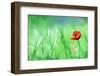 Red Poppy (Papaver Rhoeas) with out of Focus  Field in Spring Time-laurentiu iordache-Framed Photographic Print