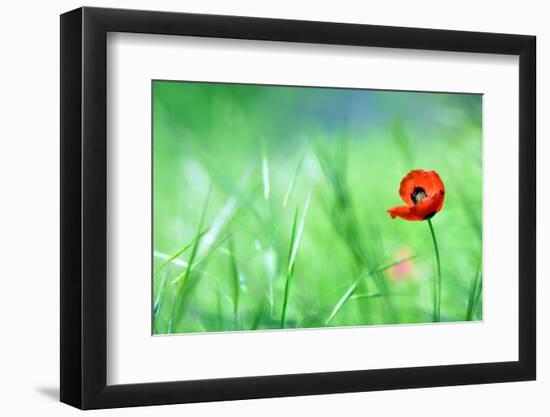 Red Poppy (Papaver Rhoeas) with out of Focus  Field in Spring Time-laurentiu iordache-Framed Photographic Print