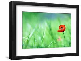 Red Poppy (Papaver Rhoeas) with out of Focus  Field in Spring Time-laurentiu iordache-Framed Photographic Print