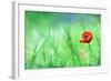 Red Poppy (Papaver Rhoeas) with out of Focus  Field in Spring Time-laurentiu iordache-Framed Photographic Print