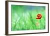 Red Poppy (Papaver Rhoeas) with out of Focus  Field in Spring Time-laurentiu iordache-Framed Photographic Print