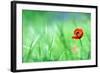 Red Poppy (Papaver Rhoeas) with out of Focus  Field in Spring Time-laurentiu iordache-Framed Photographic Print