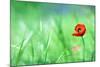 Red Poppy (Papaver Rhoeas) with out of Focus  Field in Spring Time-laurentiu iordache-Mounted Photographic Print