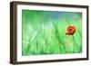 Red Poppy (Papaver Rhoeas) with out of Focus  Field in Spring Time-laurentiu iordache-Framed Photographic Print