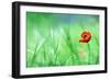 Red Poppy (Papaver Rhoeas) with out of Focus  Field in Spring Time-laurentiu iordache-Framed Photographic Print