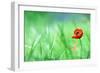 Red Poppy (Papaver Rhoeas) with out of Focus  Field in Spring Time-laurentiu iordache-Framed Photographic Print