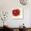 Red Poppy Power II-Marilyn Robertson-Giclee Print displayed on a wall