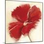 Red Poppy Power IV-Marilyn Robertson-Mounted Giclee Print