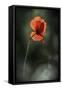 Red Poppy-Ursula Abresch-Framed Stretched Canvas