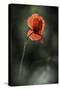 Red Poppy-Ursula Abresch-Stretched Canvas