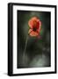 Red Poppy-Ursula Abresch-Framed Premium Photographic Print