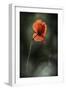 Red Poppy-Ursula Abresch-Framed Premium Photographic Print