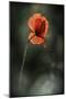 Red Poppy-Ursula Abresch-Mounted Premium Photographic Print