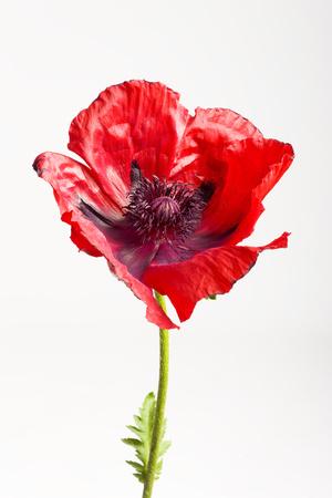 'Red Poppy' Photographic Print - Frank Lukasseck | AllPosters.com