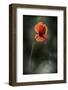 Red Poppy-Ursula Abresch-Framed Photographic Print