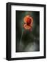 Red Poppy-Ursula Abresch-Framed Photographic Print