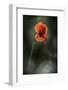 Red Poppy-Ursula Abresch-Framed Photographic Print