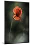 Red Poppy-Ursula Abresch-Mounted Photographic Print